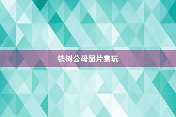 铁树公母图片赏玩